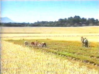 CAMPO (97)  LABRANZA